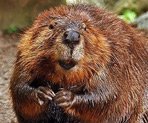 Signo Xamânico Castor