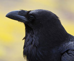 Signo Xamânico Corvo
