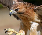 Signo Xamânico Falcão