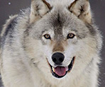 Signo Xamânico Lobo