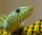 Signo Xamânico Serpente
