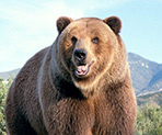 Signo Xamânico Urso Pardo