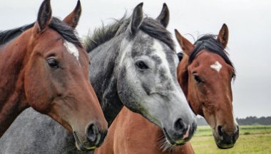 O que significa sonhar com cavalo