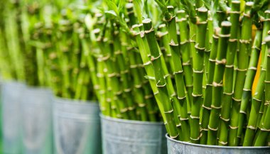 Bambu da Sorte: O que é, significado e como cuidar
