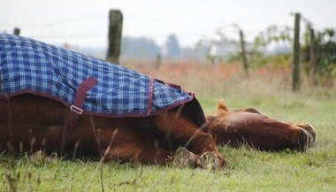 Sonhar com cavalo morto