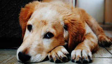 Qual cachorro combina com você?
