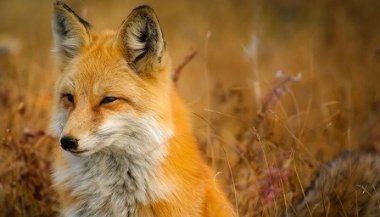 O animal espiritual de cada signo
