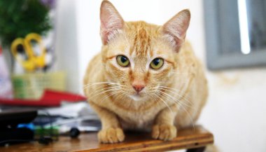Sonhar com gato amarelo