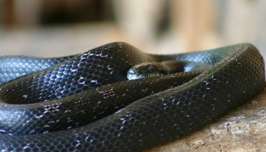 Sonhar com cobra preta