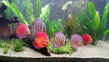 Sonhar com peixe vivo