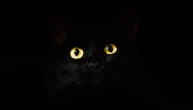 Sonhar com gato preto