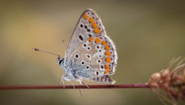 Mariposa: simbologia e sua relação espiritual