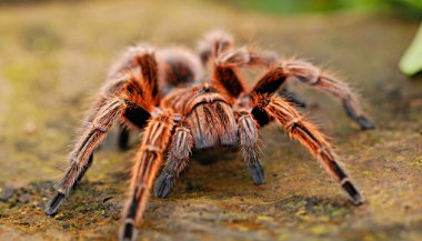 Sonhar com aranha caranguejeira