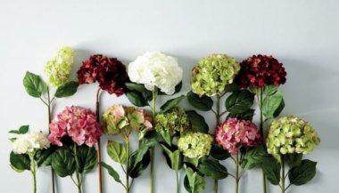 Como despertar a prosperidade com o auxílio das essências florais
