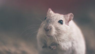 Significado de sonhar com ratos pequenos