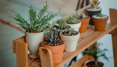 Significado de sonhar com plantas