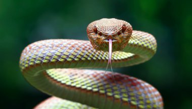 Significado de sonhar com serpente