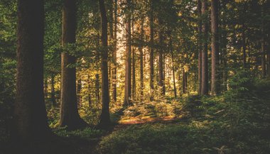 Significado de sonhar com floresta