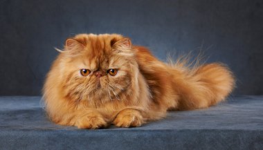 Sonhar com gato persa