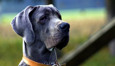 Significado de sonhar com cachorro grande