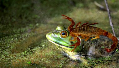 O conto do sapo e o escorpião