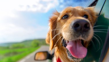 Qual é a missão espiritual dos cães?