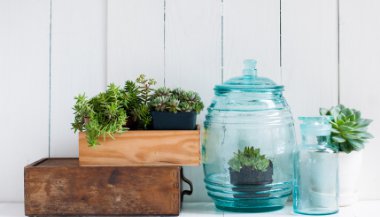 Casa: as plantas que o Feng Shui não recomenda ter