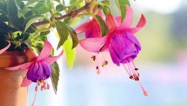 Brinco de princesa: significado, propriedades e benefícios