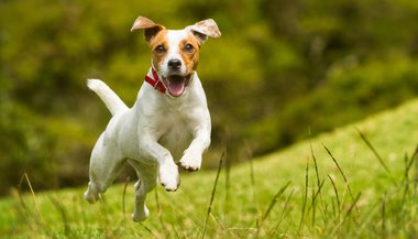 5 simpatias para curar o cachorro doente