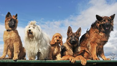 Significado de sonhar com muitos cachorros