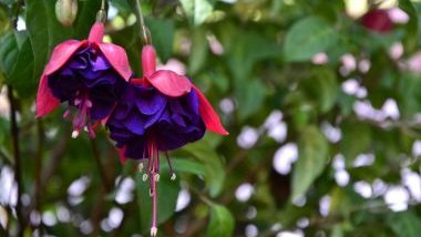 Brinco de princesa: significado, propriedades e benefícios