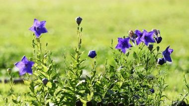 Campainha da China: significado, propriedades e benefícios