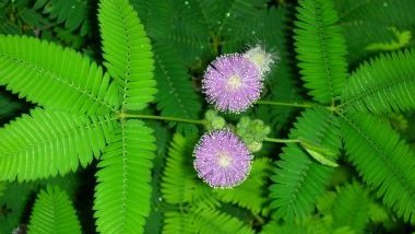 Dormideira: significado, propriedades e benefícios