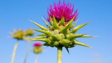 Erva de Santa Maria: significado, propriedades e benefícios