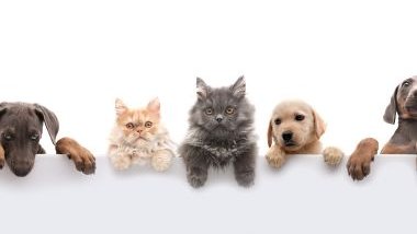 Imagem das caras de pets como cachorros e gatos, simbolizando o animal de estimação de cada signo.