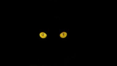 Imagem somente dos olhos do gato preto, simbolizando o Exu Gato Preto na Umbanda.