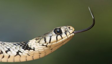 Sonhar com cobra espiritualmente
