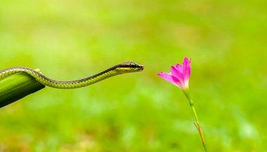 Significado de sonhar com cobras pequenas
