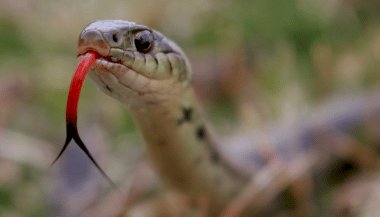Sonhar que está matando cobras