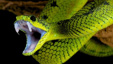 Sonhar com cobra picando: enfrente seus medos!