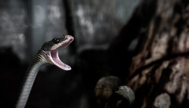 Sonhar com cobras