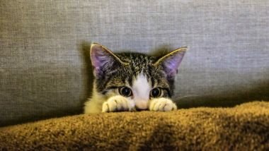 Imagem de um filhote de gato, rajado nas cores branco, cinza, preto e amarelo.
