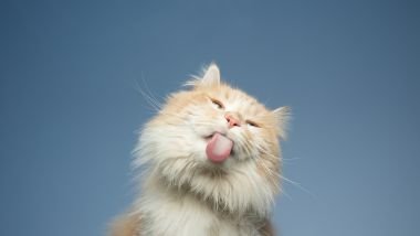 Imagem de um gato branco e amarelo bem fofinho, mostrando a língua.