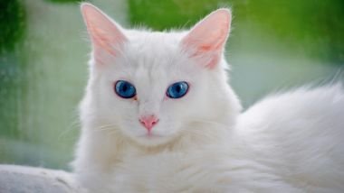 Imagem de um gato branco de olhos azuis.