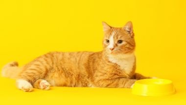 Imagem de um lindo gato amarelo ao lado do seu pote de comida também na cor amarela.