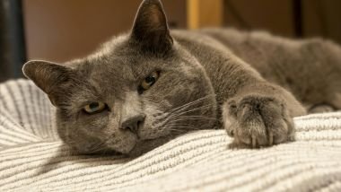 Sonhar com gato cinza: entenda os significados desse sonho