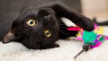 Sonhar com gato preto: descubra os mistérios e significados desse sonho