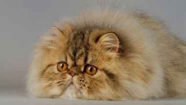 Sonhar com gato persa: descubra os significados desse sonho