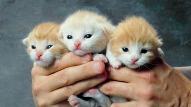 Imagem de uma mão masculina, segurando 3 filhotes de gatos nas cores branco e amarelo.