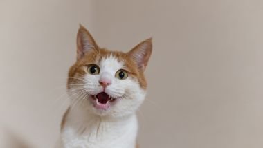 Imagem de um gato branco e bege, querendo atacar.